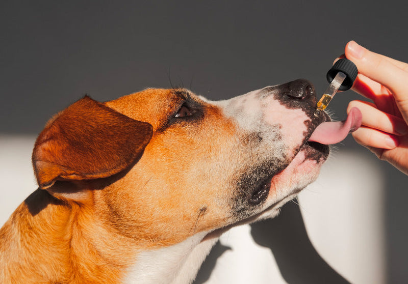 Organic CBD Tincture for Dogs,  Cats & Pets